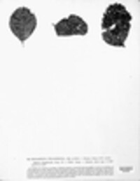 Phyllosticta fragariicola image